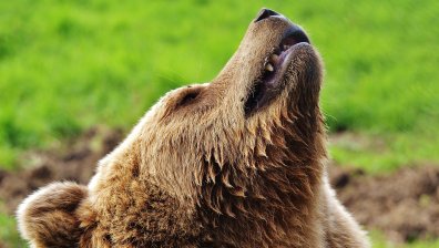 Огромен скок на нападенията на мечки над хора заради липса на храна