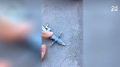 Жена спаси гущер от удавяне в Невада