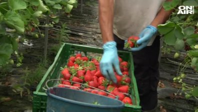 Британски депутат защити българските берачи на ягоди