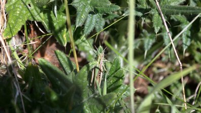 Започва пръскане срещу марокански скакалци в област Кърджали