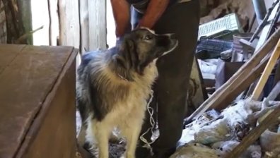 Жестока битка между куче и мечка в Смолянско, но Шарко успял да спаси стадо с овце