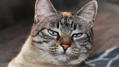 Котарак ходи на училище, не обича да го оставят сам (+ВИДЕО)