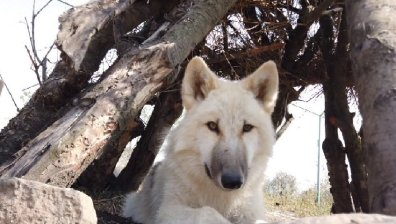 Баща и дъщеря отгледаха две полярни вълчета в Бургас