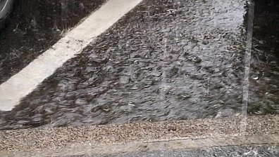 Обявиха частично бедствено положение в Бяла Слатина, щетите от бурята са големи