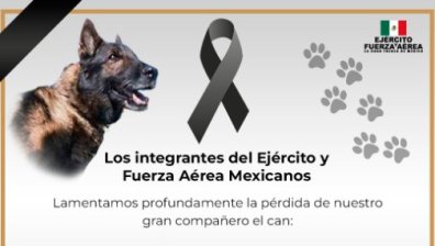 Мексиканско куче спасител загина под отломките в Турция