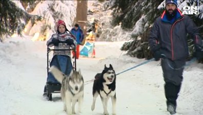 Снежните кучета на Витоша