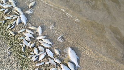 Стотици умрели риби на брега на язовир Копринка