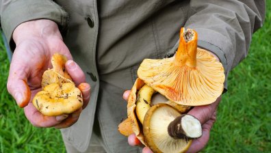 Отпада данъкът за събиране на гъби, билки, трюфели и горски плодове