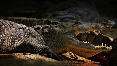 В Ню Йорк намериха 340-килограмов алигатор, отглеждан като домашен любимец