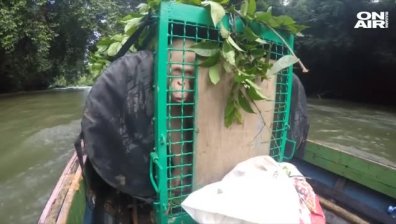 Пуснаха на свобода единствения орангутан албинос в света