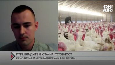 Цената на яйцата скача, птицевъди са пред фалит