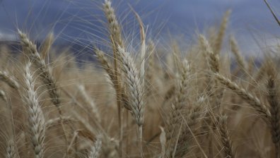 ЕС е партньор №1 на Киев, ЕП подкрепи удължаването на безмитния внос с още година