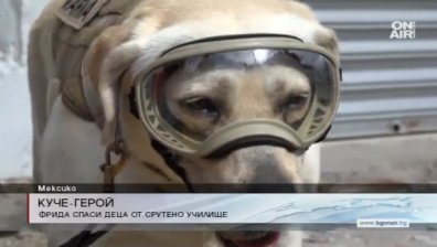 Куче спасител се превърна в герой в Мексико