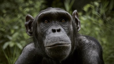 Страх за бъдещето на застрашени шимпанзета в Нигерия