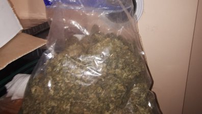 При спецакция разкриха голяма оранжерия за марихуана във Варна