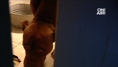 Питбул нахапа 14-годишно момиче в кв. "Горна Баня" в София