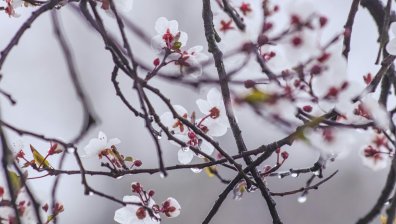 Облаци и дъжд покриват страната, в планините ще вали пролетен сняг