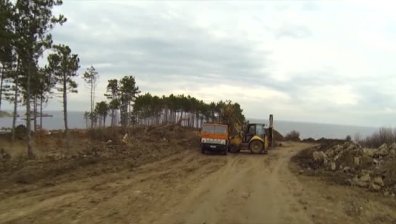 Отново строеж на морето: Изсича се боровата гора край къмпинг "Арапя&ldquo;