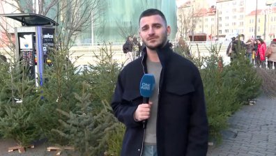 Между 20 и 120 лв. ни струва коледната елха тази година