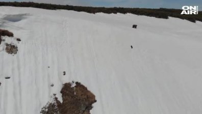 Малко мече като по чудо се спаси от снежен капан в Русия