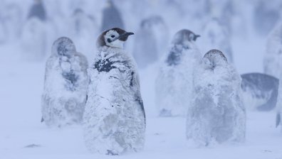 Глобалното затопляне топи скоростно снега в световен мащаб