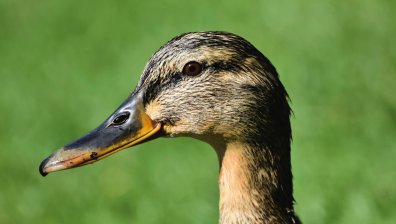 Нови случаи на птичи грип във ферми за патици в Славяново