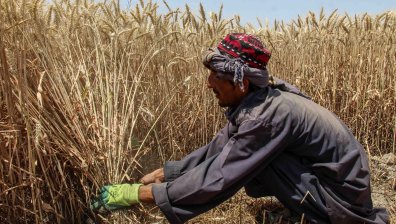 Хиляди са на ръба на оцеляването в Афганистан, но са най-големият производител на опиум