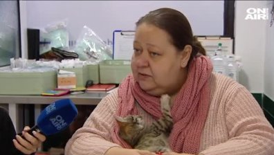 Разпространяват ли котките коронавируси?