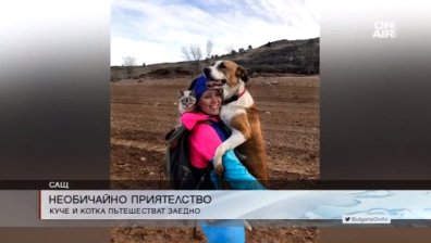 Кучето Хенри и котката Балу - необичайните партньори в приключенията