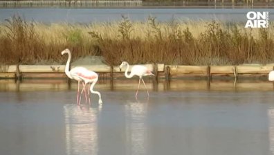 Десетки хора празнуваха имения ден на Атанасовското езеро с наблюдения на птици