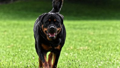 Сигнал от Helpbook: Собственик на ротвайлер го пуска без каишка и надзор