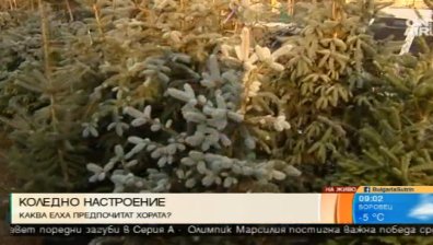 Идеалната елха: Хубава на външен вид и в голяма саксия