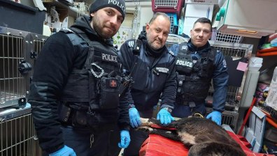 Полиция и ветеринари обединиха сили за блъснато куче в Бургас