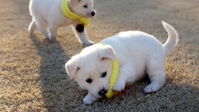 В Южна Корея тестват домашни котки и кучета за коронавирус
