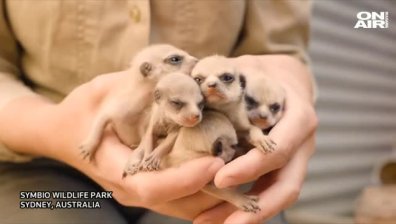 Зоопарк в Сидни се похвали с 5 новородени сурикати