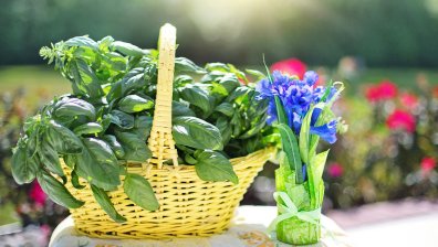 Босилекът и чесънът сред най-мощните природни антибиотици, кои са другите?