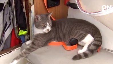 Посрещнаха котарака Оли като герой - за 7 дни завърши легендарната регата Сидни-Хобарт