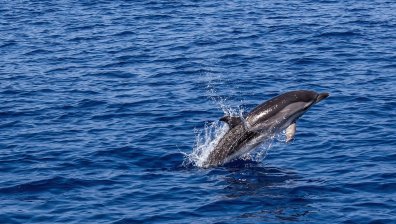 33-ма души тормозили ято диви делфини на Хавайските острови