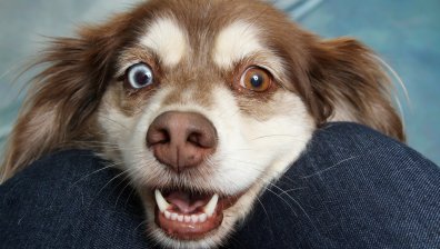 Нов приют за бездомни животни в Горна Оряховица