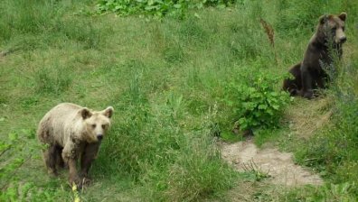Мечка стръвница нападна гъбари край Белица, жена е в болница с разкъсни рани