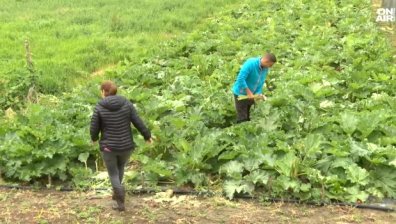 Фермер с първа реколта ревен и аспержи - суперхрани, които са хит в ресторанти