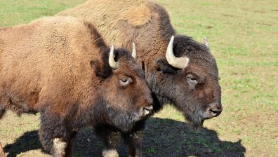 Още два зубъра пристигнаха в Източните Родопи