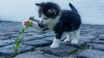 Шофьор на автобус в София спря, за да спаси малко коте на пътя