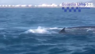 Семейство китове блокира трафика в пристанището на Барселона (+Видео)