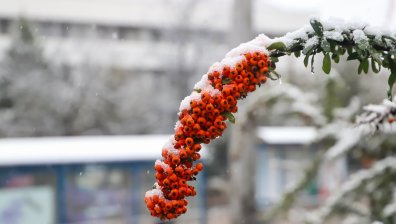 Ветровито и дъждовно ще е днес, започват снеговалежи в края на деня