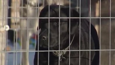 Куче се качи на раменете на дете и го нахапа по главата на детска площадка