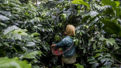 Кафето се превръща в лукс и цената му "ще скочи до небето"