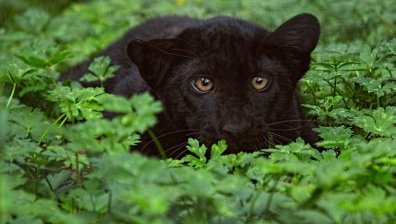 Кой и как внася диви животни у нас?