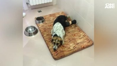 Лекуват кучето Мими, намерено с отрязани лапи в района на Петрохан