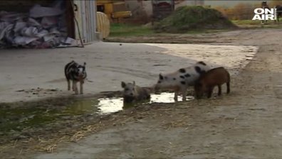 До края на деня събират проби за африканска чума от село Бозвелийско